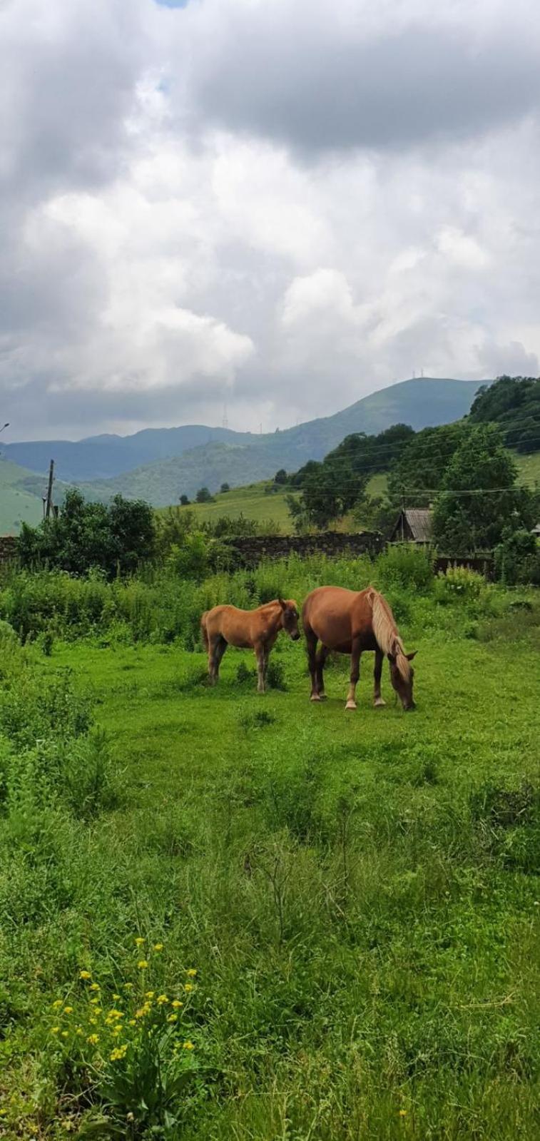 Green Agarak Guest House Near Dendropark, Stepanavan Gyulagarak Exterior foto